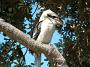 crowdy-national-park 061